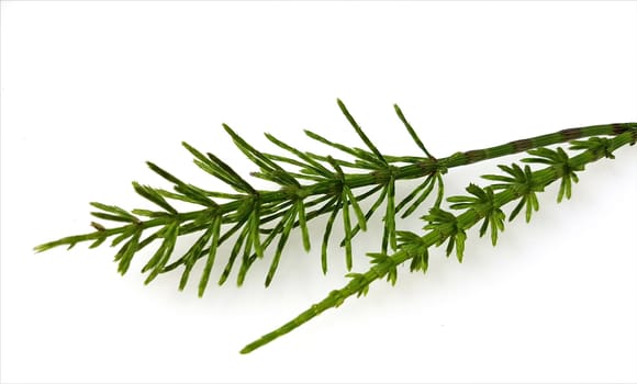 Ackerschachtelhalm  Equisetum  arvense