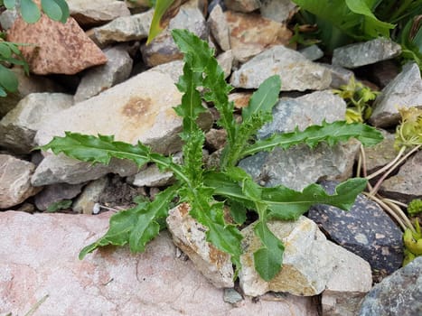 Acker-Kratzdistel  Cirsium  arvense  Keimling, Sproessling