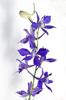 Ackerrittersporn  consolida ajacis  Wildform