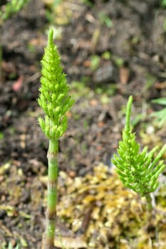 Ackerschachtelhalm  Equisetum  arvense  Keimling, Sproessling, Sprosse, Jungpflanze