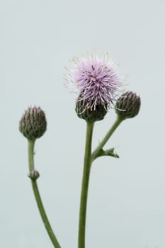 Acker-Kratzdistel