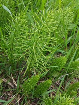 Ackerschachtelhalm  Equisetum  arvense