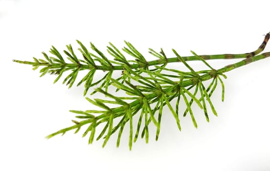 Ackerschachtelhalm  Equisetum  arvense