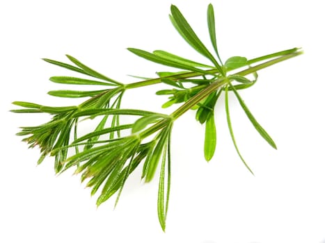 Ackerschachtelhalm  Equisetum  arvense
