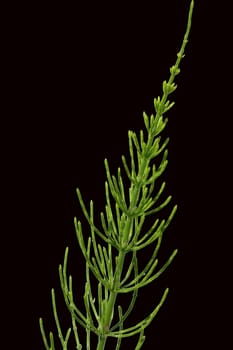 Ackerschachtelhalm  Equisetum  arvense