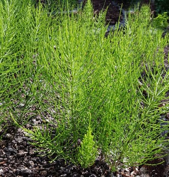 Ackerschachtelhalm  Equisetum  arvense