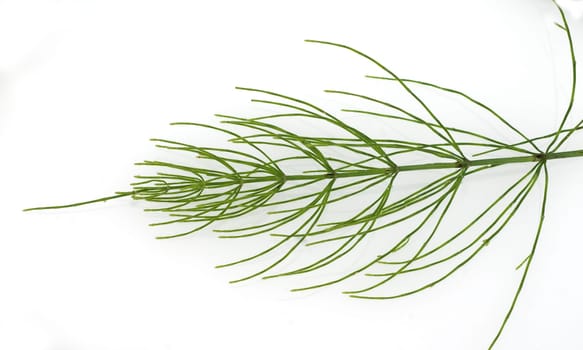 Ackerschachtelhalm, Equisetum arvense