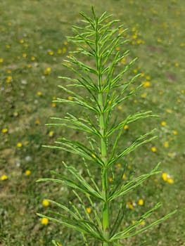 Ackerschachtelhalm  Equisetum  arvense