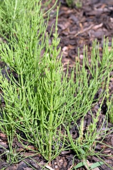 Ackerschachtelhalm  Equisetum arvense