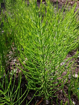 Ackerschachtelhalm  Equisetum  arvense