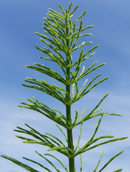 Ackerschachtelhalm  Equisetum  arvense