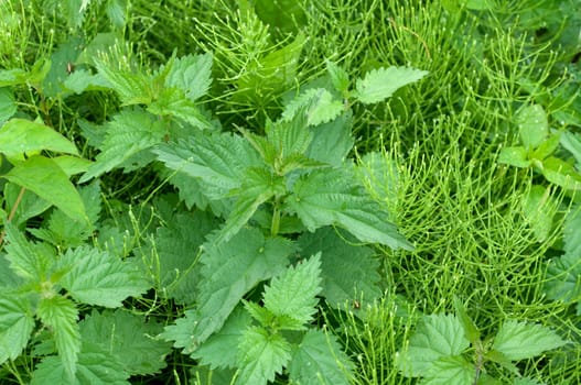 Ackerschachtelhalm, Brennnessel, Urtica Dioica