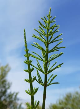 Ackerschachtelhalm  Equisetum  arvense