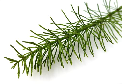 Ackerschachtelhalm  Equisetum  arvense