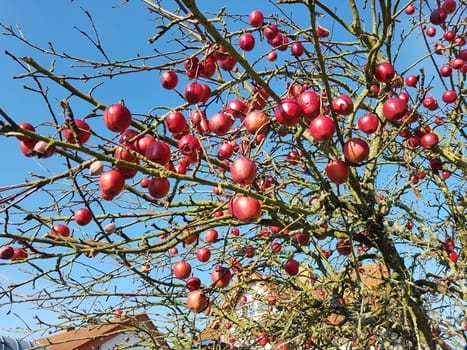 Apfel, Malus domestica ist eine heimische wohlschmeckende Frucht. Apple, Malus domestica is a local, tasty fruit.