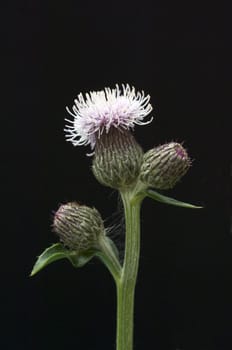 Acker-Kratzdistel, Cirsium arvense, Ackerkratzdistel