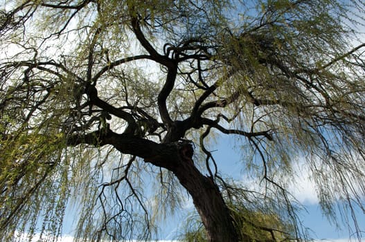 Aeste, Trauerweide, Salix babylonica