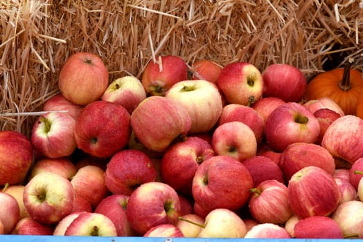 Apfel, Malus domestica ist eine heimische wohlschmeckende Frucht. Apple, Malus domestica is a local, tasty fruit.