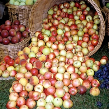 Aepfel im Korb