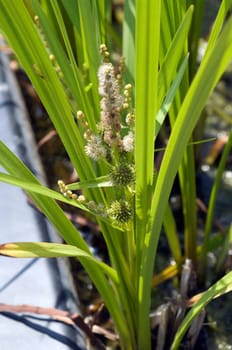 Aestiger Igelkolben  Sparganium erectum