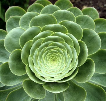 Aenium rubrolineatum, Dickblattgew‰chs.