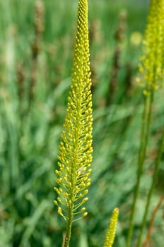 Afganistan - Steppenkerze  Steppenlilie  Steppenkerze  Eremurus stenophyllus