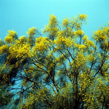 Aetna-Ginster, Genista aetnensis