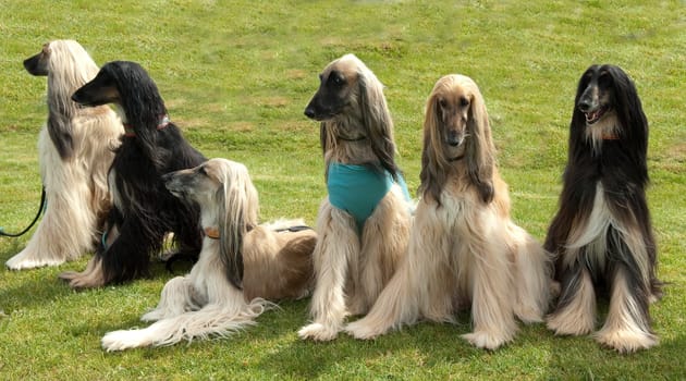 Afghanischer  Windhund