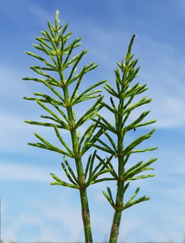 Ackerschachtelhalm  Equisetum  arvense