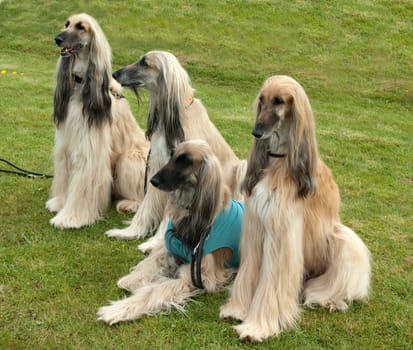 Afghane  Afghanischer  Windhund