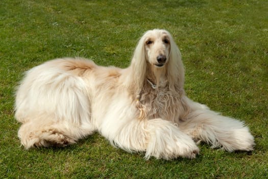 Afghane  Afghanischer  Windhund