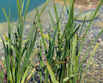 Aestiger Igelkolben  Sparganium erectum