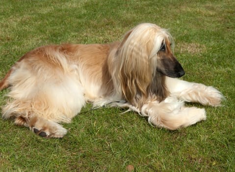 Afghane  Afghanischer  Windhund