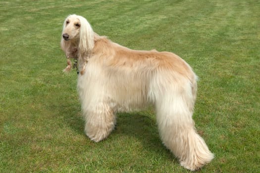 Afghane  Afghanischer  Windhund