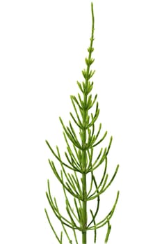 Ackerschachtelhalm  Equisetum  arvense