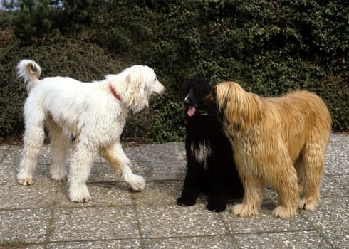 Afghane  Afghanischer  Windhund