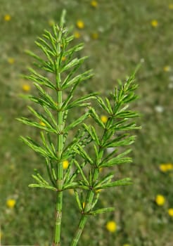 Ackerschachtelhalm  Equisetum  arvense