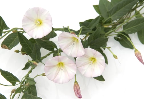Ackerwinde, Convolvulus arvensis, Heilpflanzen