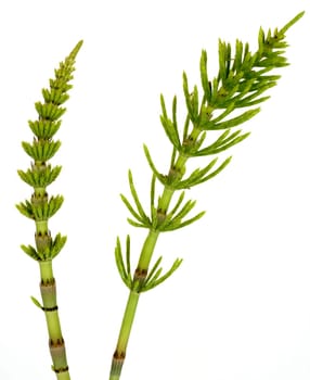Ackerschachtelhalm, Equisetum arvense, Heilpflanze, Wildpflanze, Ackerpflanze,  Heilpflanzen, Wildpflanzen, Ackerpflanzen, Equisetum, key, keying, Freisteller, Studio, bluebox, chromakey.