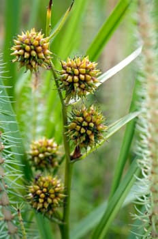 Aestiger Igelkolben  Sparganium erectum