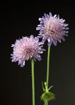 Ackerwitwenblume, Knautia arvensis