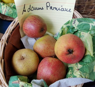 Adams Parmaene, Apfel, Malus, domestica, Alte Apfelsorte