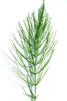 Ackerschachtelhalm  Equisetum arvense