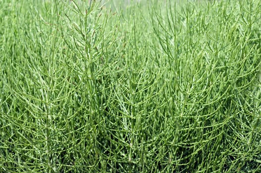 Ackerschachtelhalm, Equisetum arvense