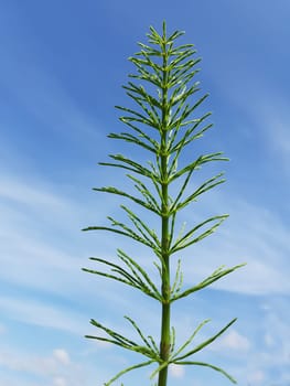 Ackerschachtelhalm  Equisetum  arvense
