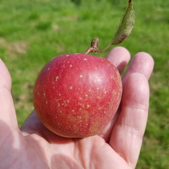 Adams Parmaene, Apfel, Malus, domestica