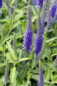 Aehriger Ehrenpreis  Veronica spicata