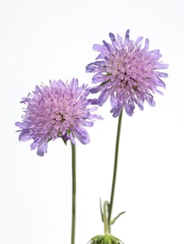 Ackerwitwenblume, Knautia arvensis