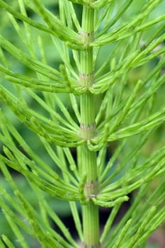 Ackerschachtelhalm  Equisetum  arvense
