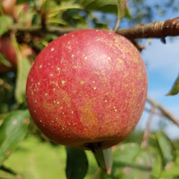 Adams Parmaene, Apfel, Malus, domestica